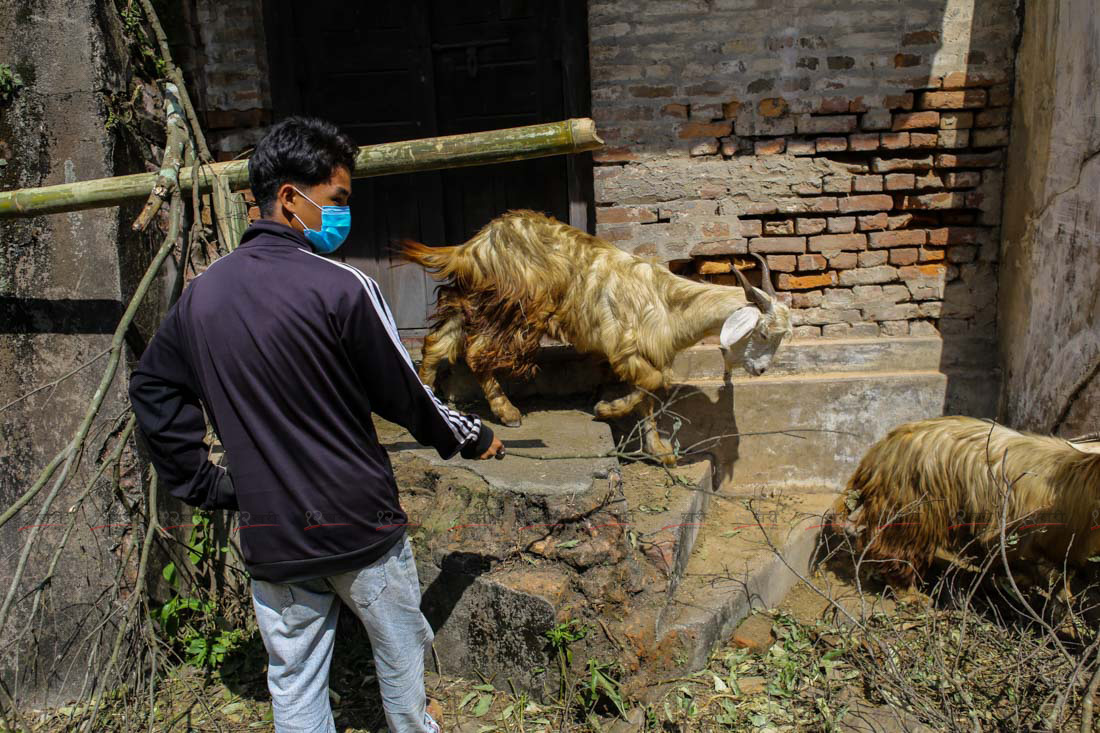 SunilPradhan_Livestock_12khariphotos (9)1664444270.JPG